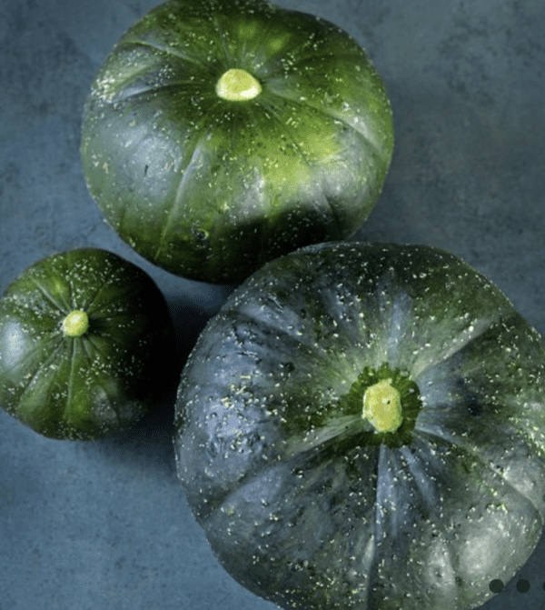 Squash - Summer - Zapallito Del Tronco (3.25" pot)
